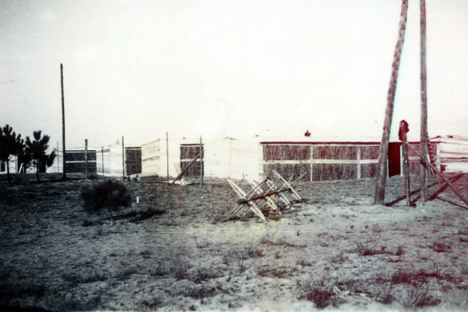 Premières baraques du camp d'Argelès-sur-Mer.